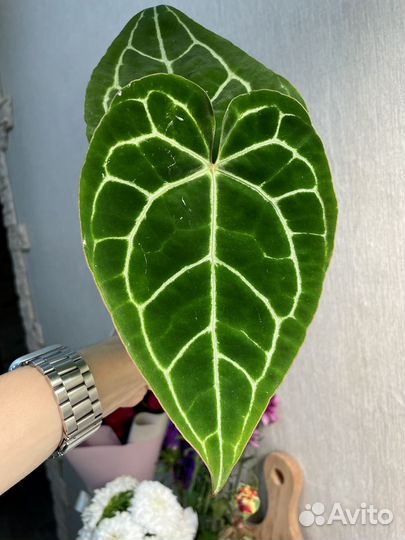 Антуриум Кристалинум