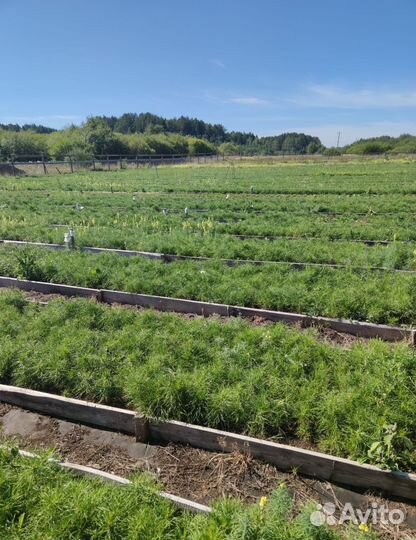 Сосна лесовосстановление