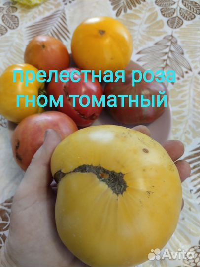 Гном томатный.Более 40 сортов.12 семян за 40 р