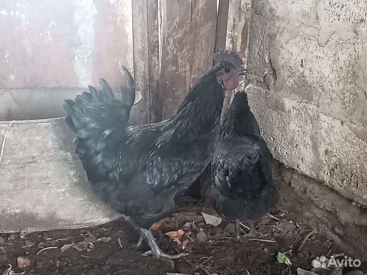Петух ухейилюй