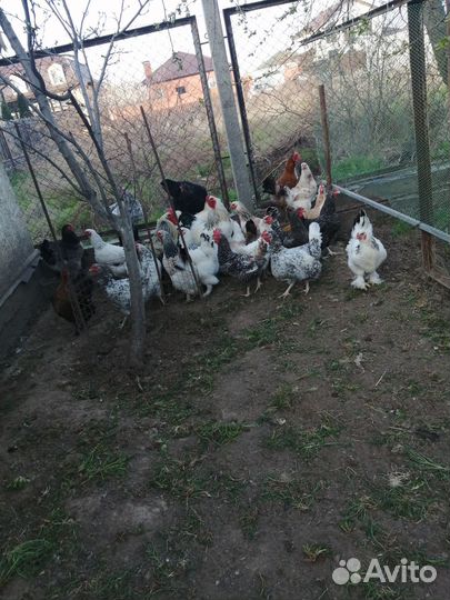 Инкубационное яйцо