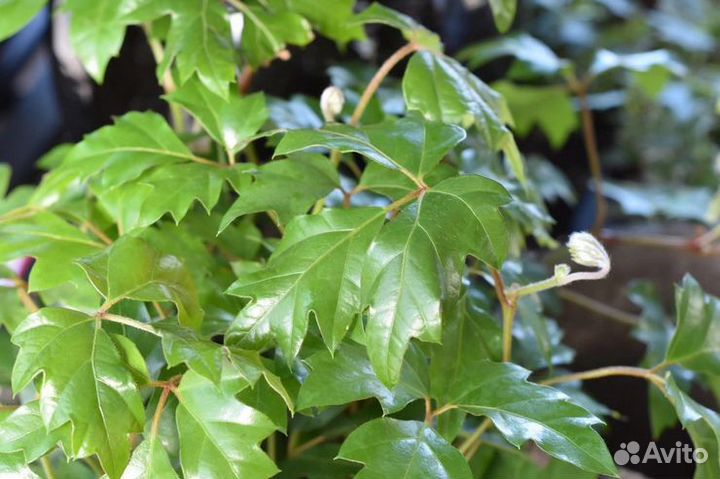 Циссус ромболистный (березка)