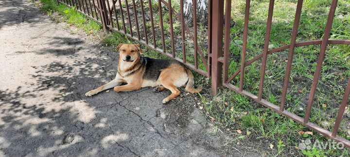 Молодой пёс Братик в добрые руки