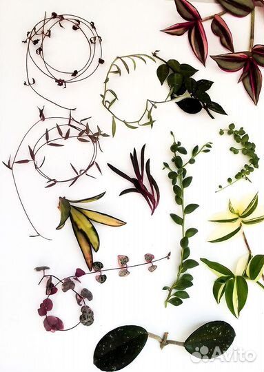 Набор ампельных: церопегия, крестовник, хойя