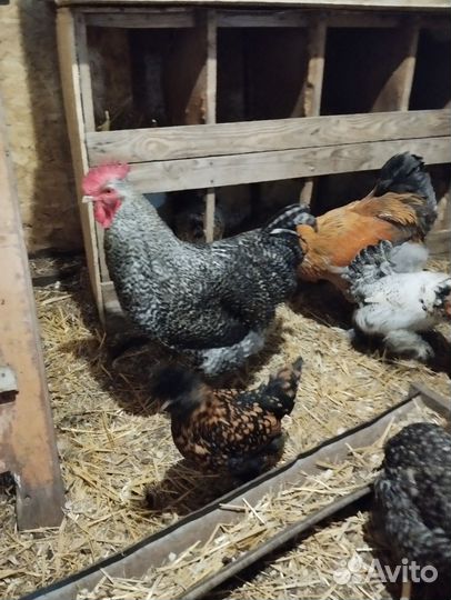 Яйцо инкубационное помесное, куры разных пород