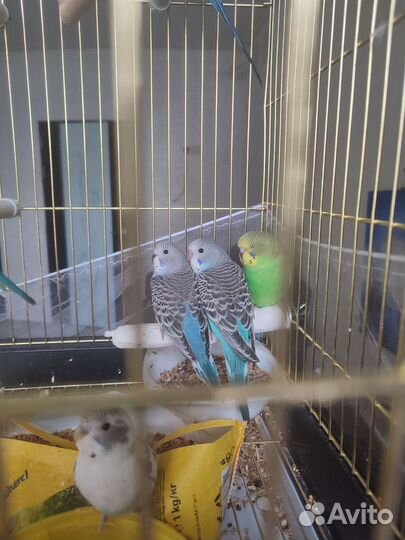 Волнистый попугай