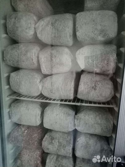 Мицелий вешенки зерновой