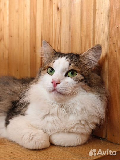 Кот бесплатно