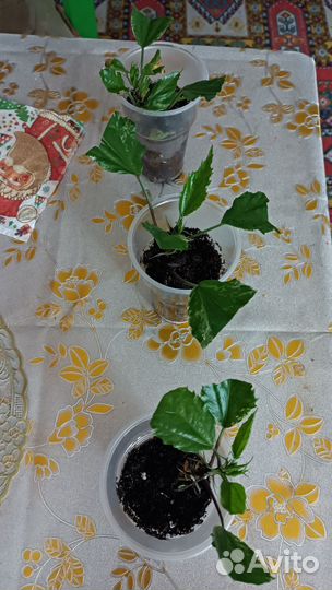 Гибискус комнатный