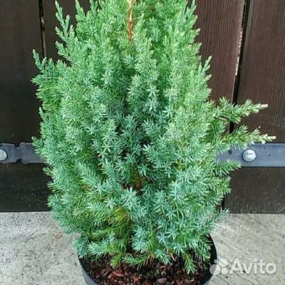 Саженцы можжевельника Стрикта