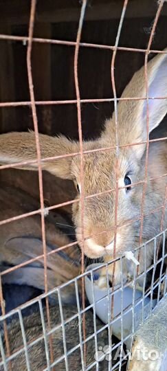 Продам кроликов