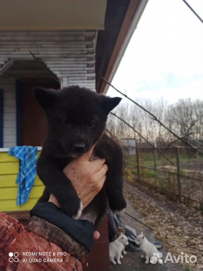 Русско европейская лайка