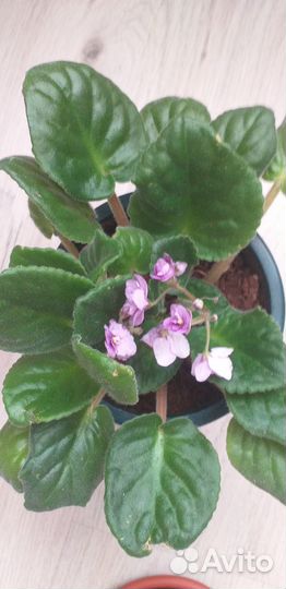 Цветы фиалки