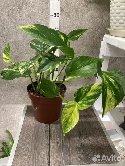 Эпипремнумы, Сциндапсусы