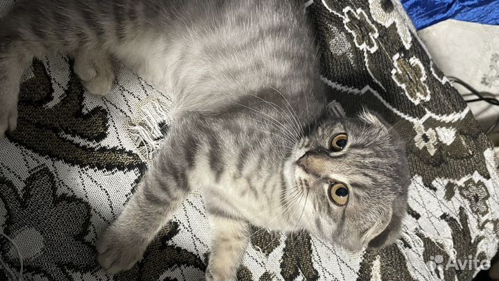 Британские котята