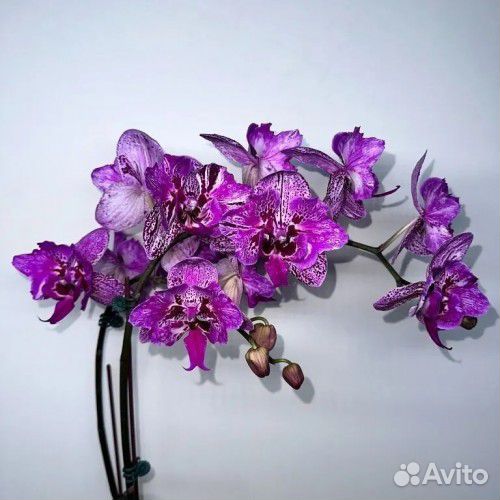 Орхидея пелорик