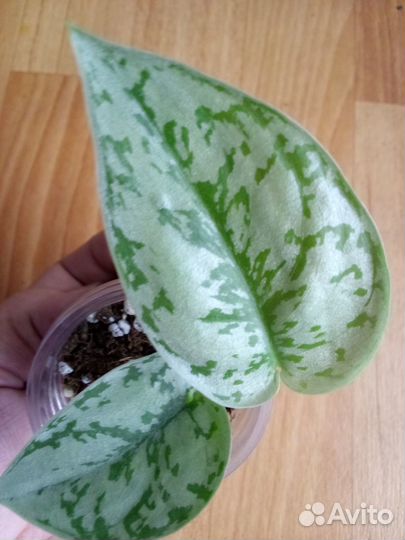 Сциндапсус Сильвер Леди