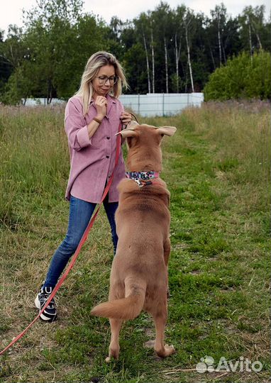 Эксклюзивный пёс в дар