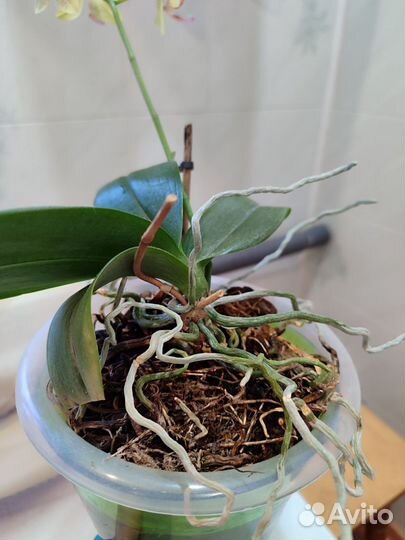 Орхидея фаленопсис