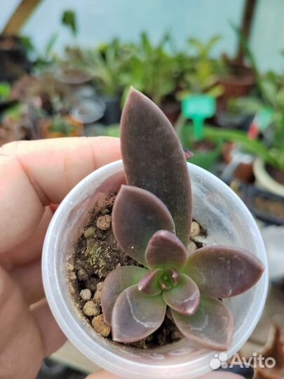 Эчеверия Серрана