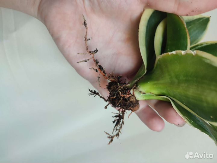 Сансевиерия ханни Пагода стриата вар. Крем, Крео