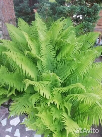 Цветы многолетние