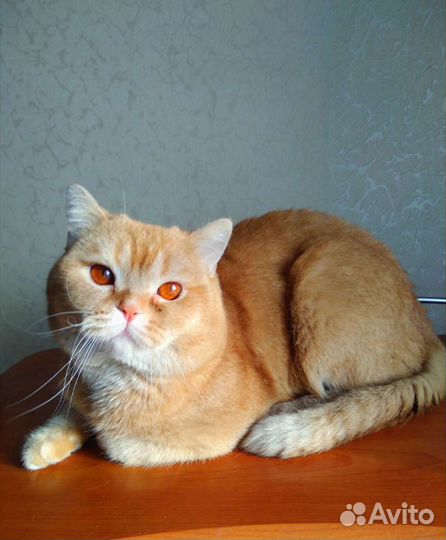 Вязка