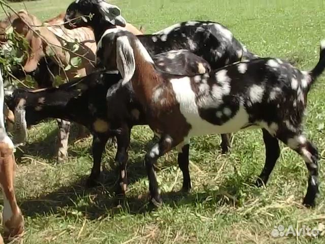 Англо-нубийские козочки и козлики