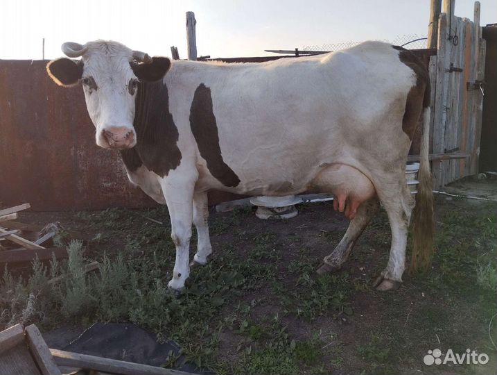 Продаётся дойная корова