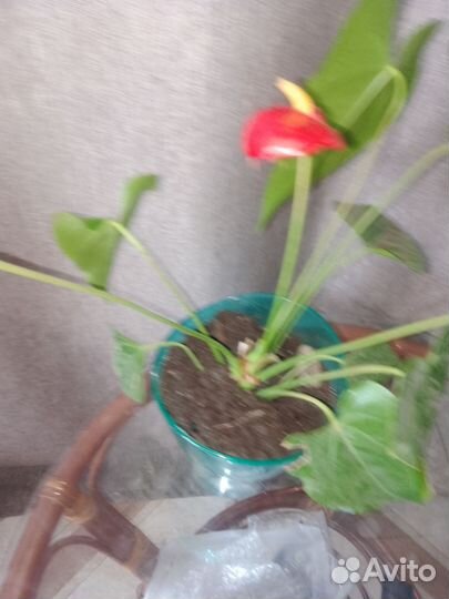 Комнатные цветы антуриум