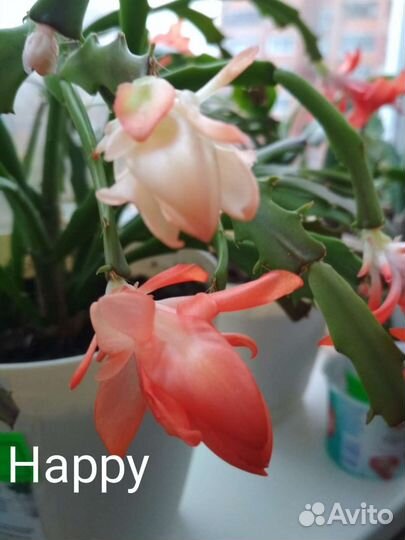 Декабрист шлюмбергера