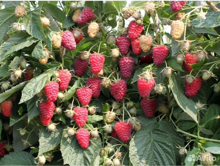 Саженцы малины Полана