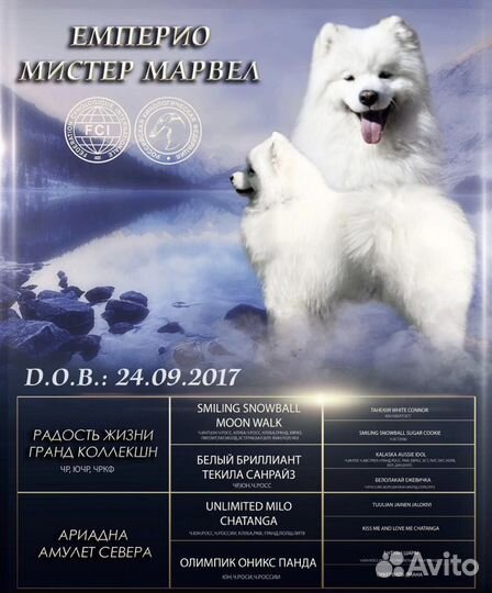 Самоед Щенок Самоеда