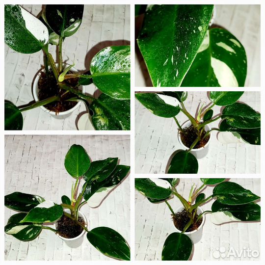 Сортовые филодендроны и сингониумы