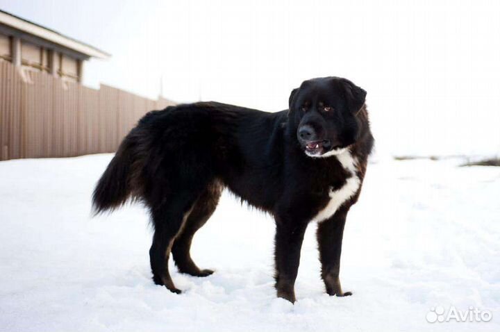 Крупная собака в добрые руки