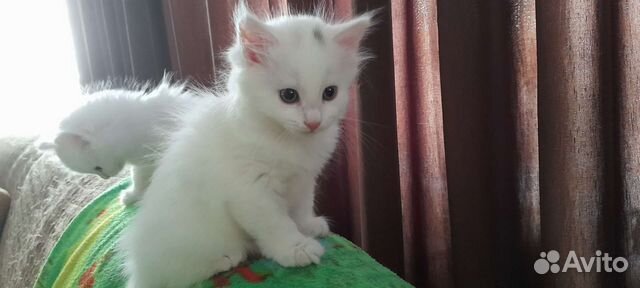 Котята - белые пушистики купить в Екатеринбурге | Животные и зоотовары ...
