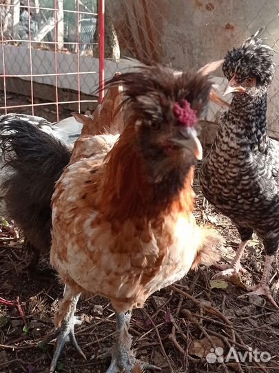 Петух, обмен