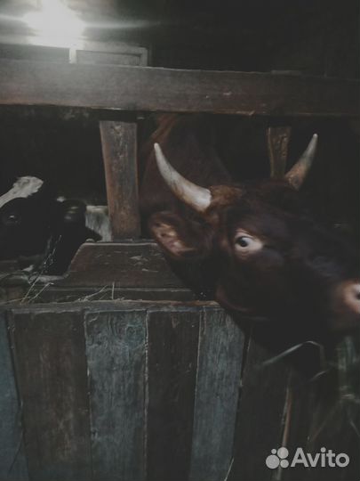 Быки на племя