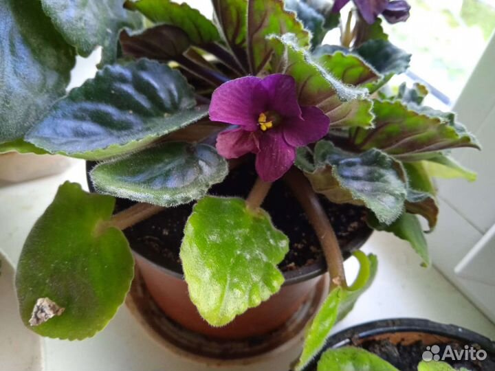 Фиалка в горшках