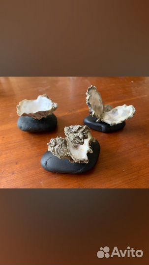 Раковины рапанов и устриц на камне