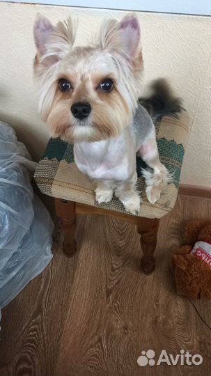 Йоркширский терьер вязка мальчик