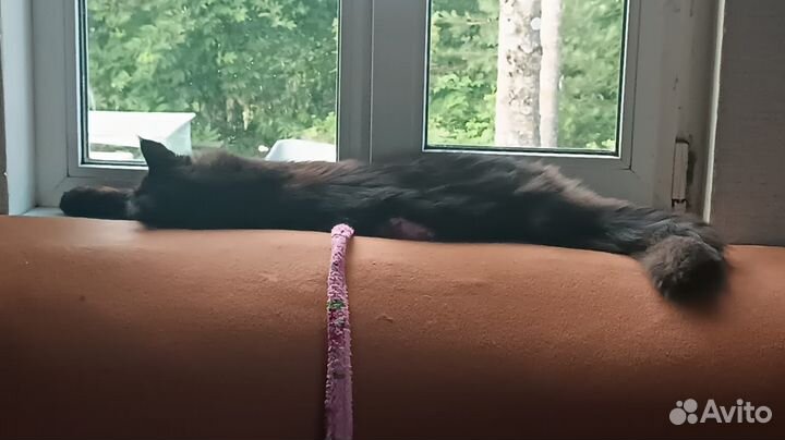 Котята мейн-кун