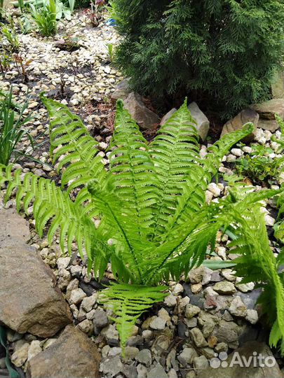 Саженцы многолетних садовых цветов