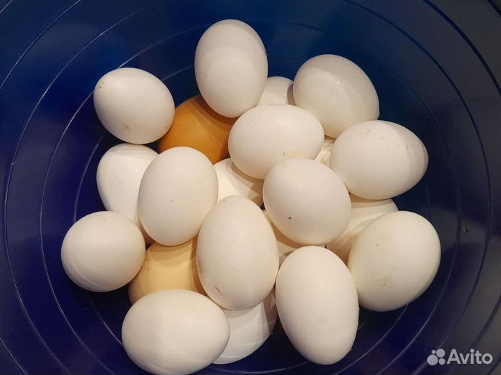 Инкубационное яйцо легорн