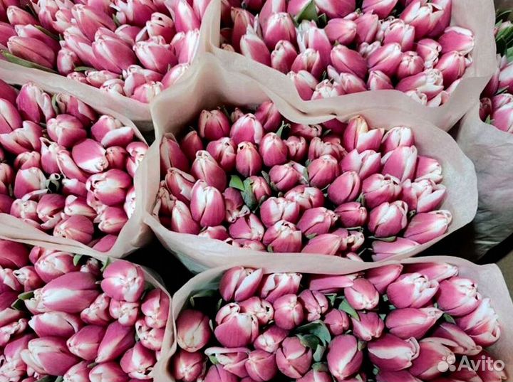 Тюльпаны оптом под заказ