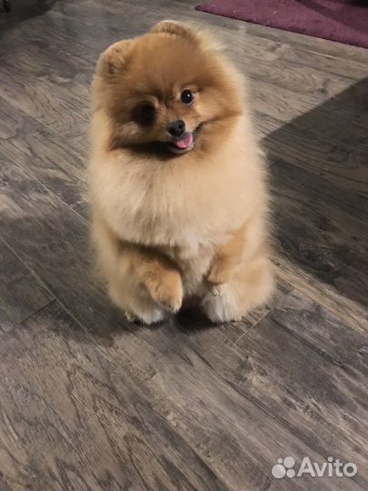 Передержка животных