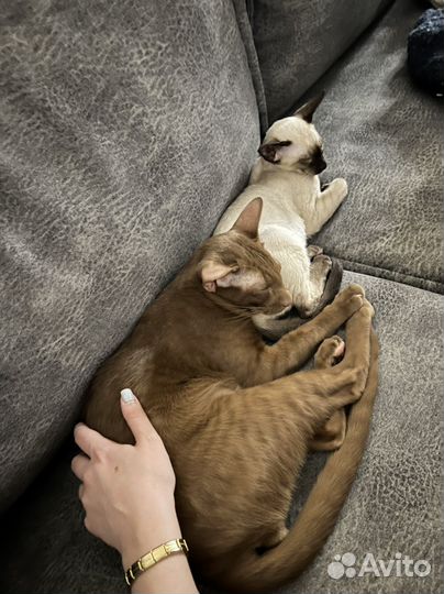 Ориентал вязка