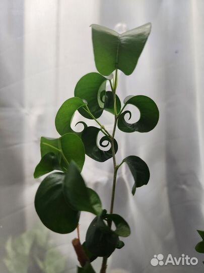 Фикус курчавый