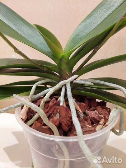 Орхидея фаленопсис