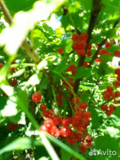 Цветы, кусты, деревья